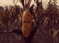 Maize get's a new trailer and a release date